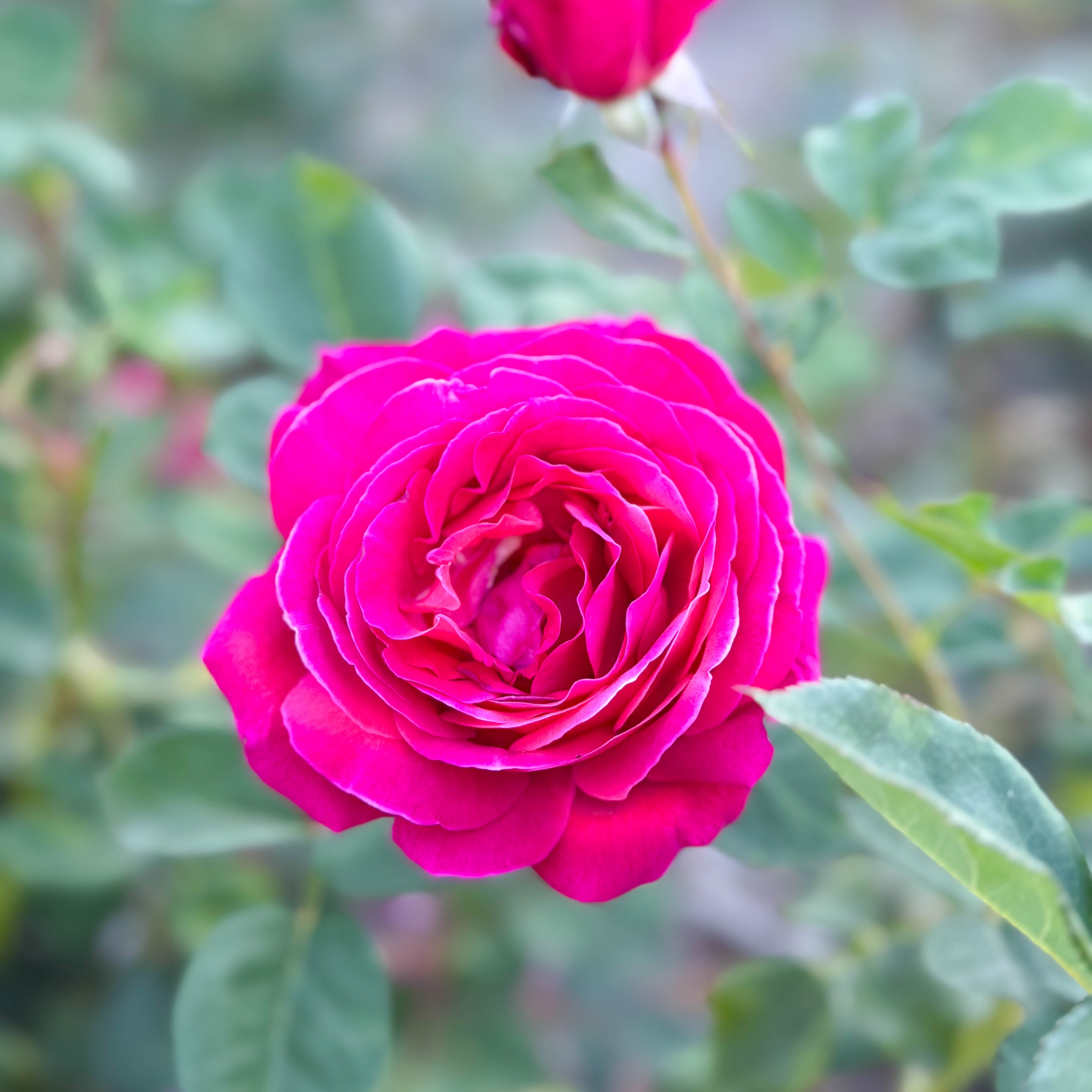 Sweet Spirit™ Bare Root Rose Bush