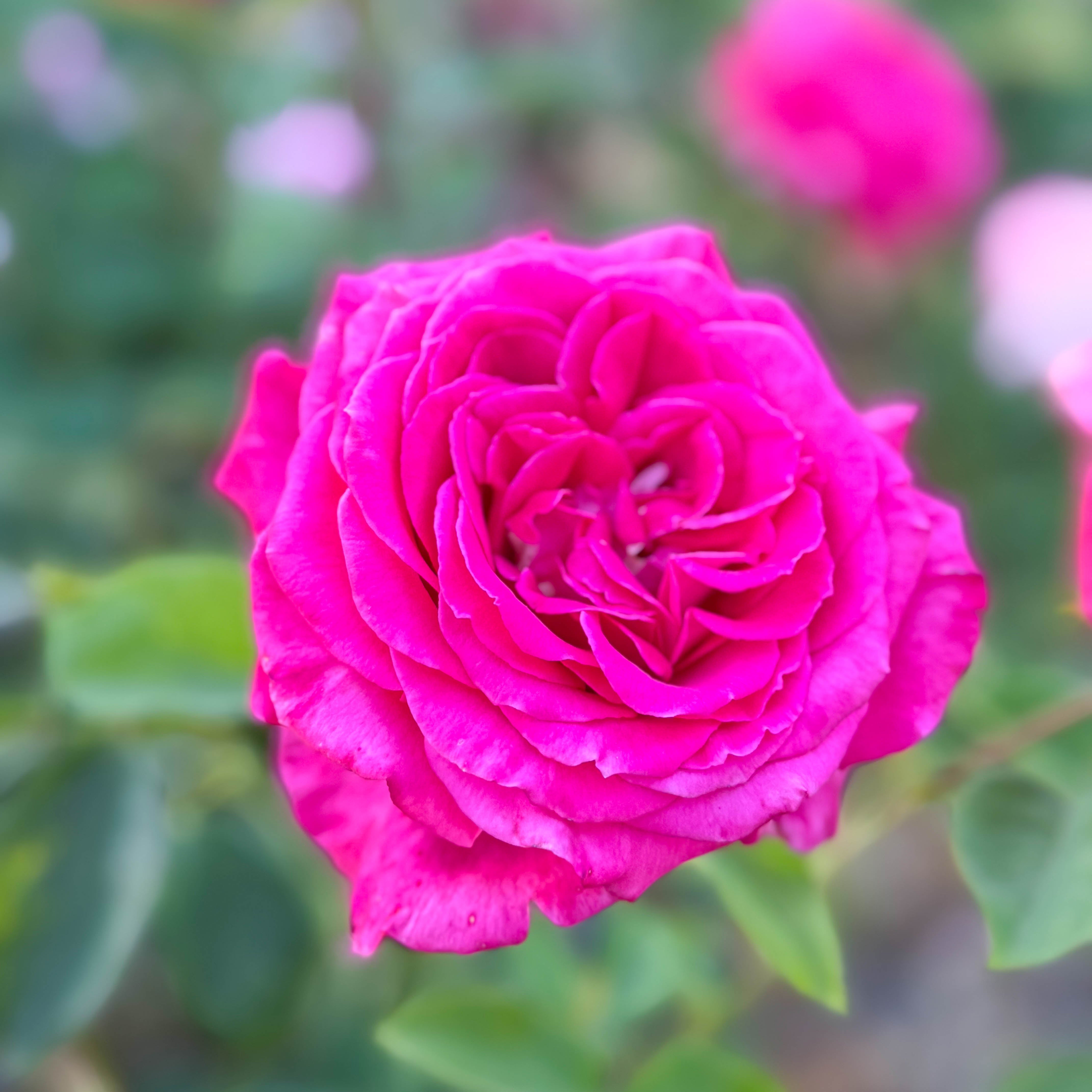 Sweet Spirit™ Potted Rose Bush