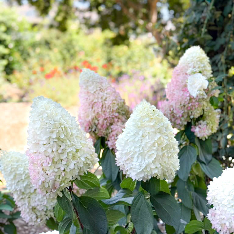 Sweet Starlight™ Potted Panicle Hardy Hydrangea Tree