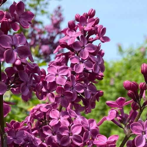 Declaration Bare Root Lilac Bush