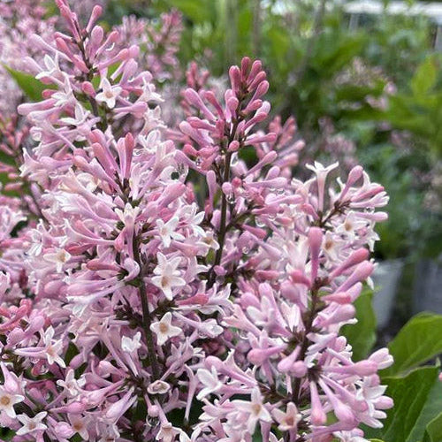 Dream Cloud™ Bare Root Lilac Bush