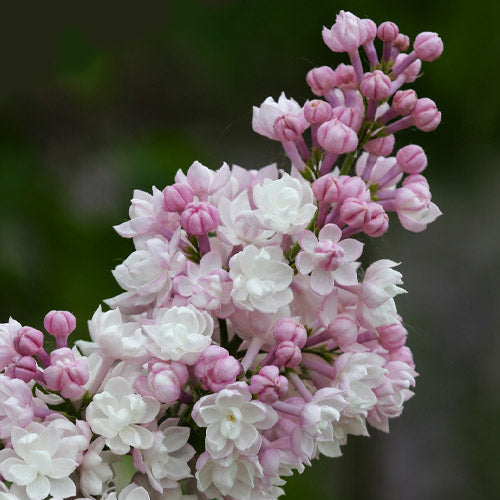 Beauty of Moscow Bare Root Lilac Bush