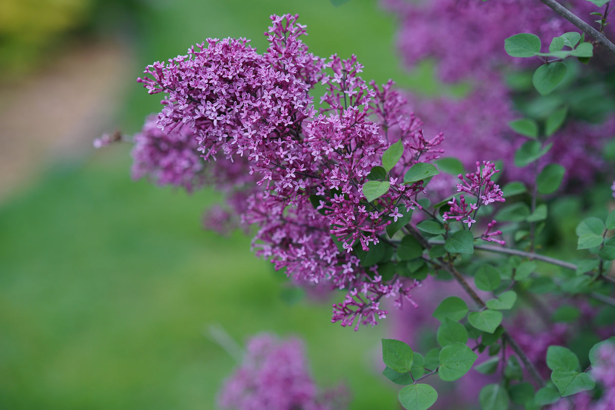 Proven Winners® Bloomerang® Dark Purple Bare Root Lilac TREE