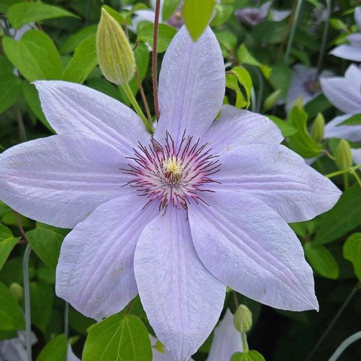 Clematis Raymond Evison® ® Bernadine™ Potted Clematis Plant