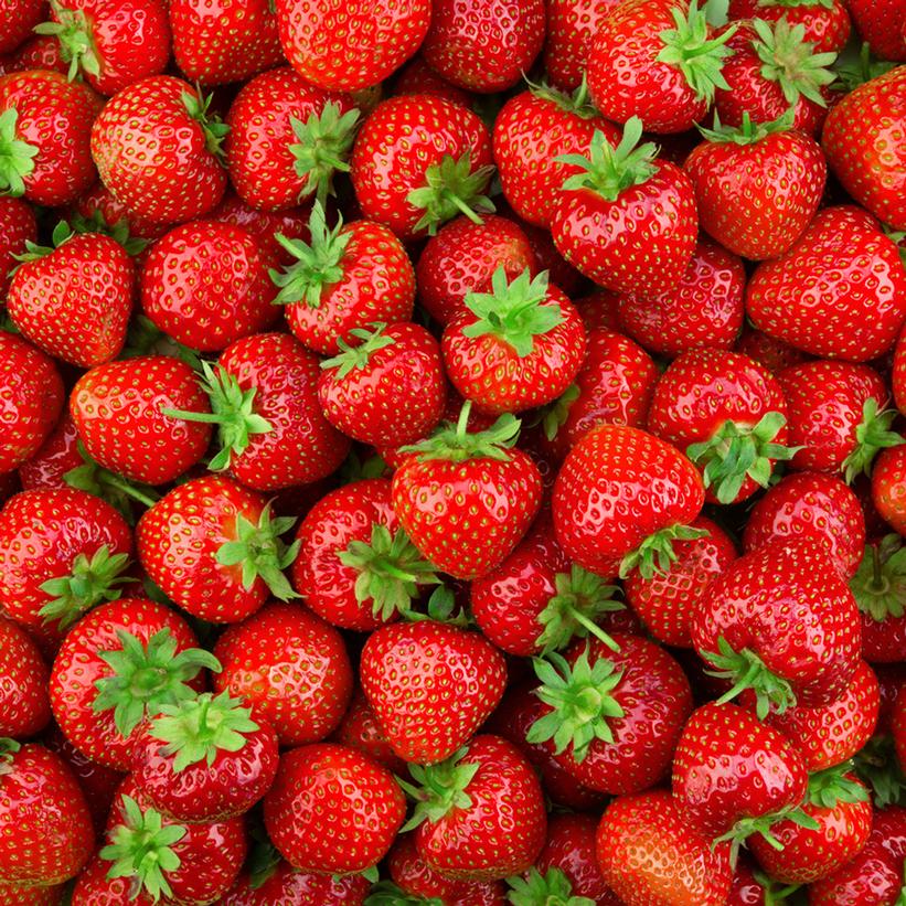 Strawberry 'Earliglow' Junebearing Potted Strawberry Plant