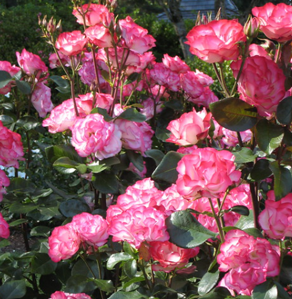 Tabris™ Potted Rose Bush