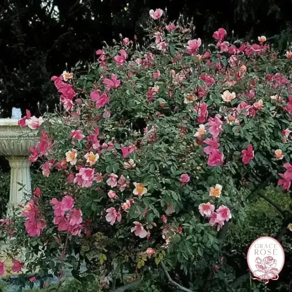 The Butterfly Rose (Mutabalis) Potted Climbing Rose