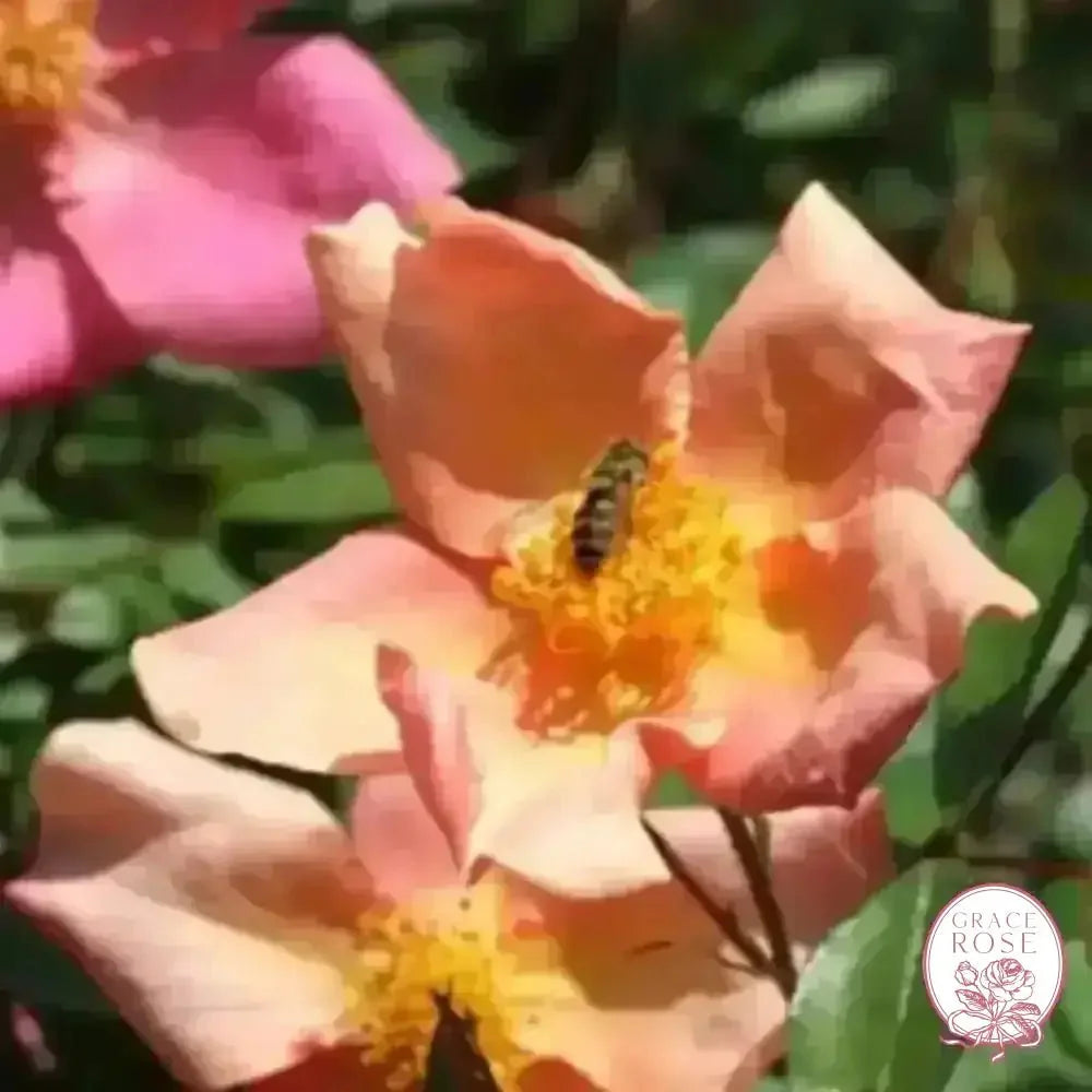 The Butterfly Rose (Mutabalis) Potted Climbing Rose