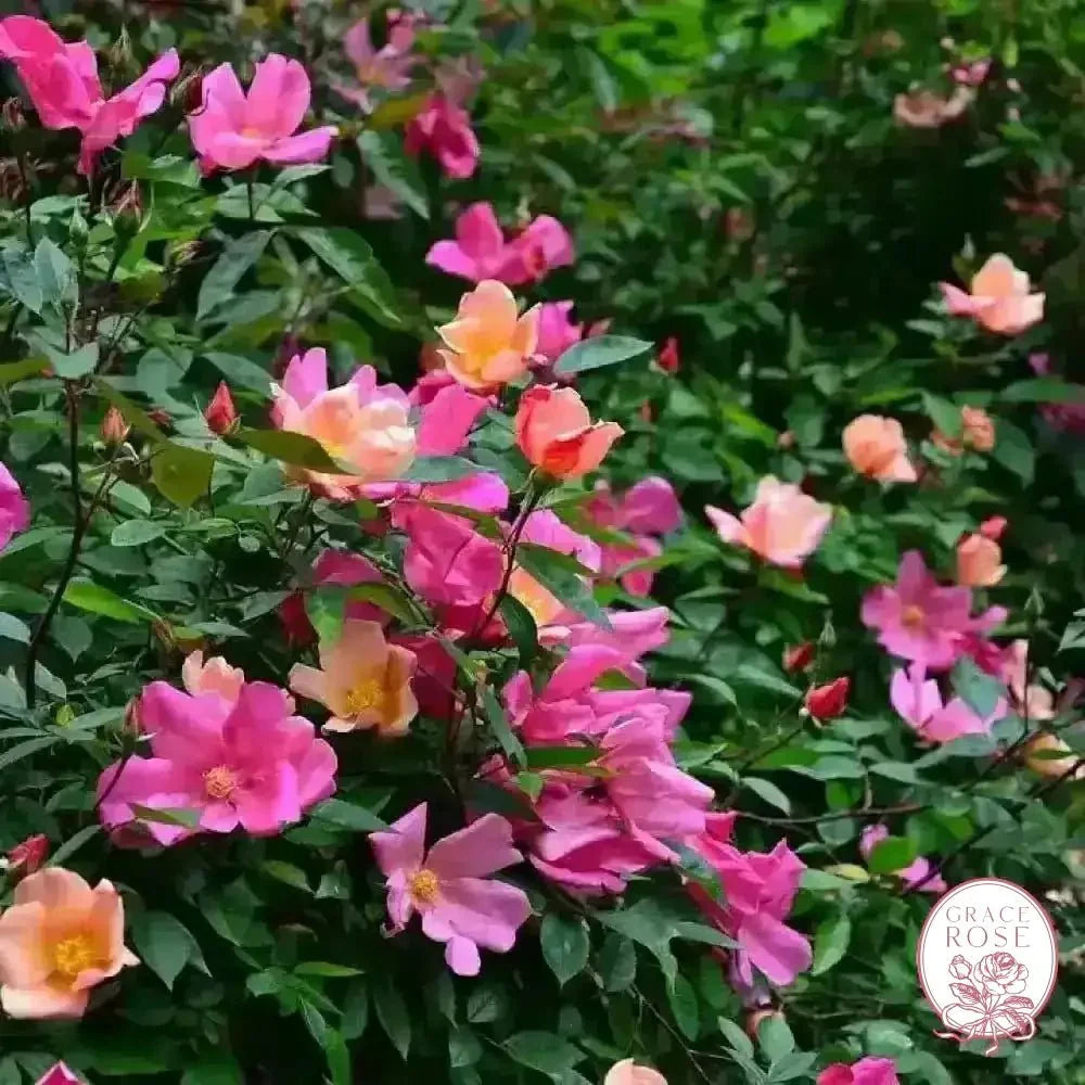The Butterfly Rose (Mutabalis) Potted Climbing Rose