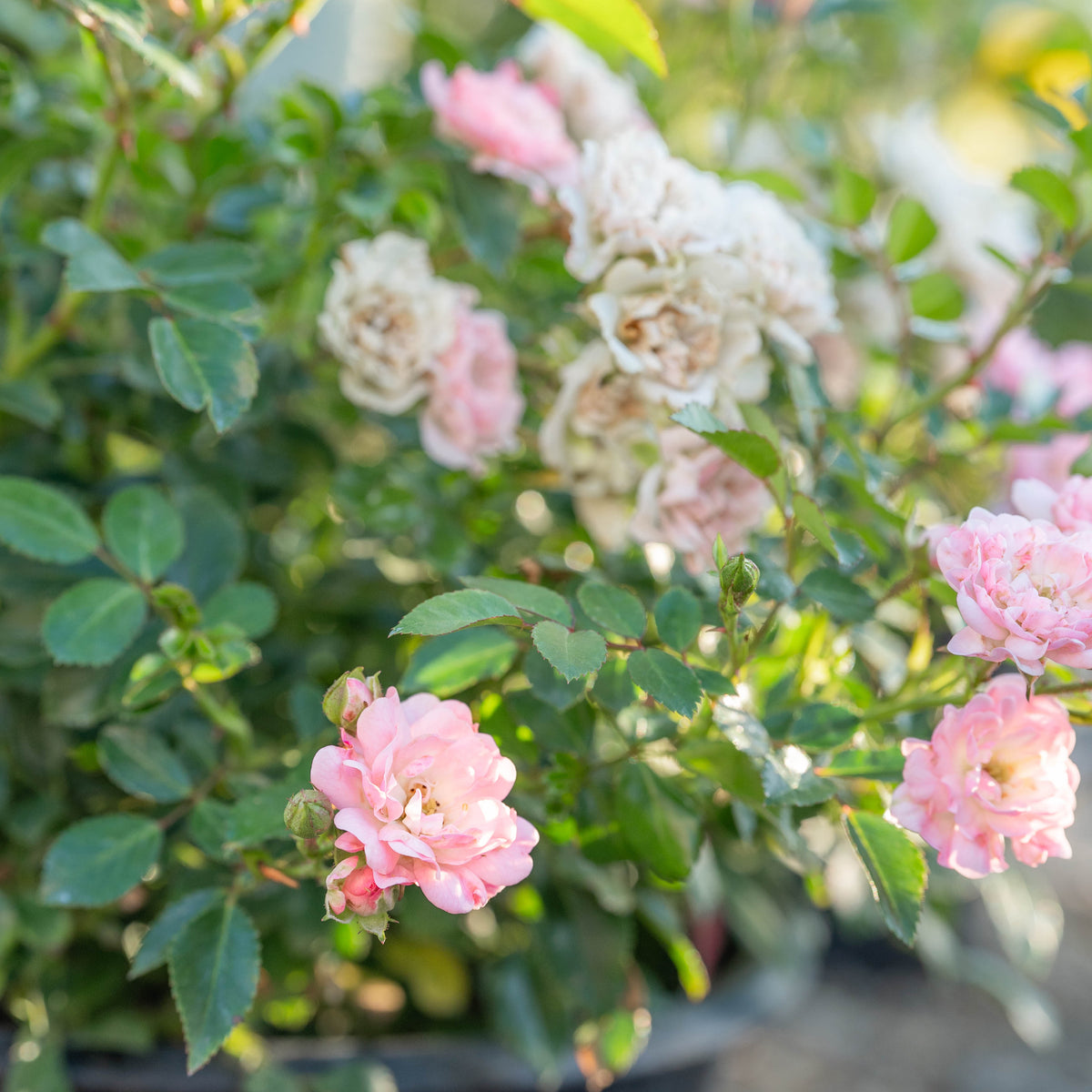 The Fairy Bare Root Rose Bush