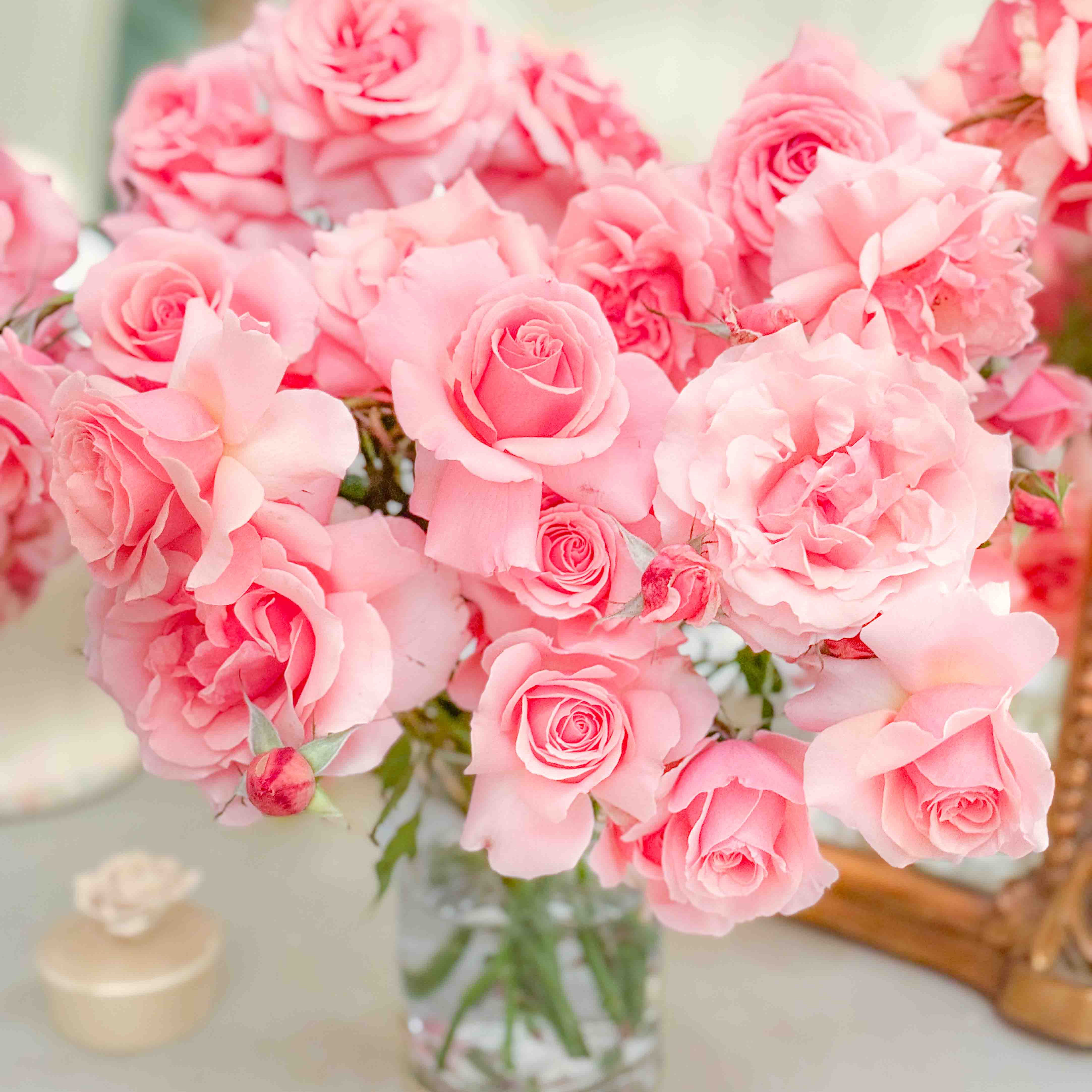 Tournament Of Roses Bare Root Rose Bush