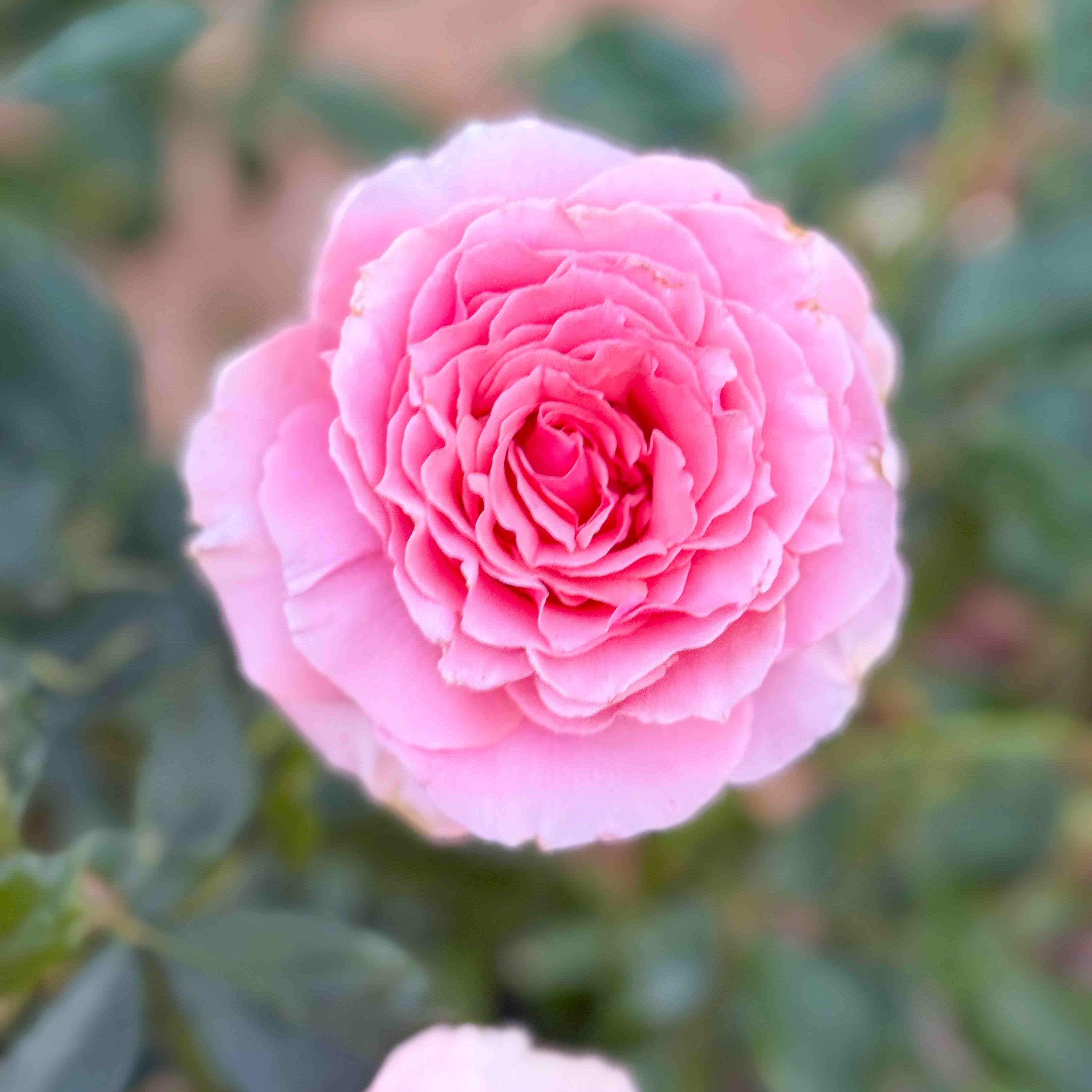 Close-up of a pink rose with green leaves in the background