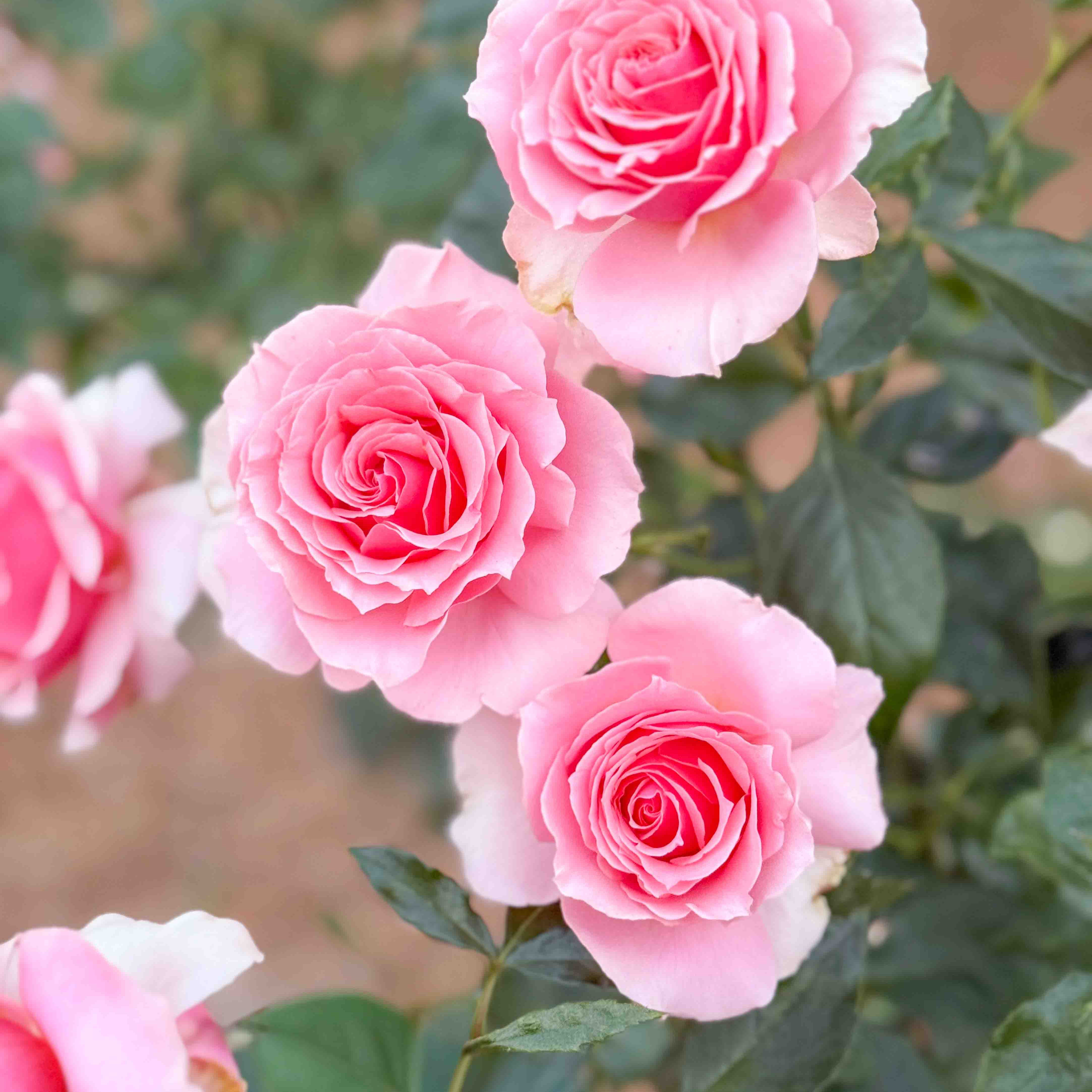 Close-up of pink roses with green leaves