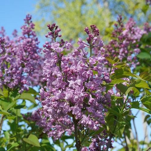 Lilac Scentara® Double Blue Potted Lilac Bush