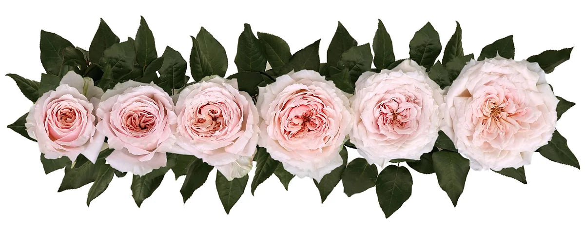 Tsumugi® Special Bouquet