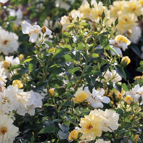 Lemon Drift® Bare Root Rose Bush