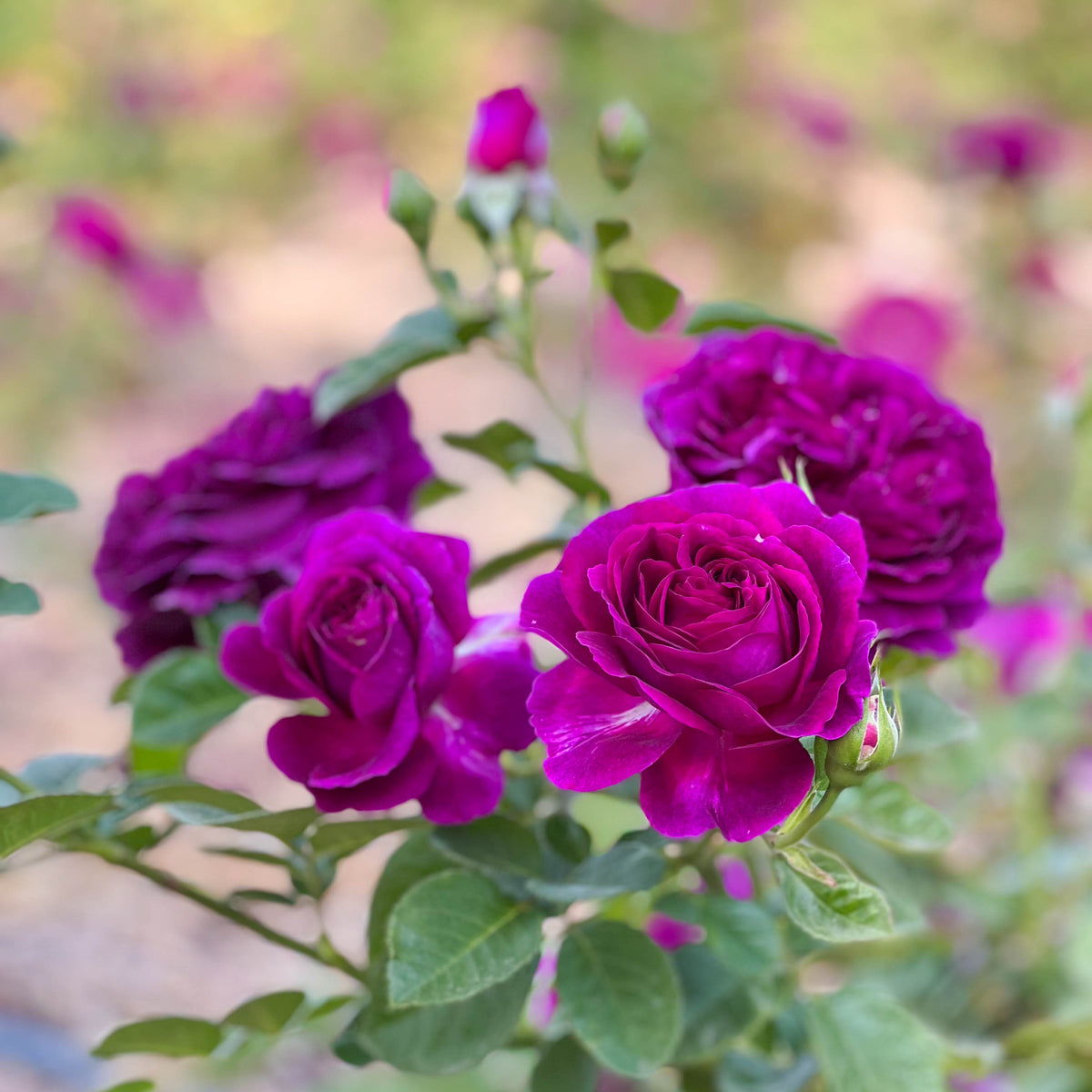 Twilight Zone™ Bare Root Tree Rose