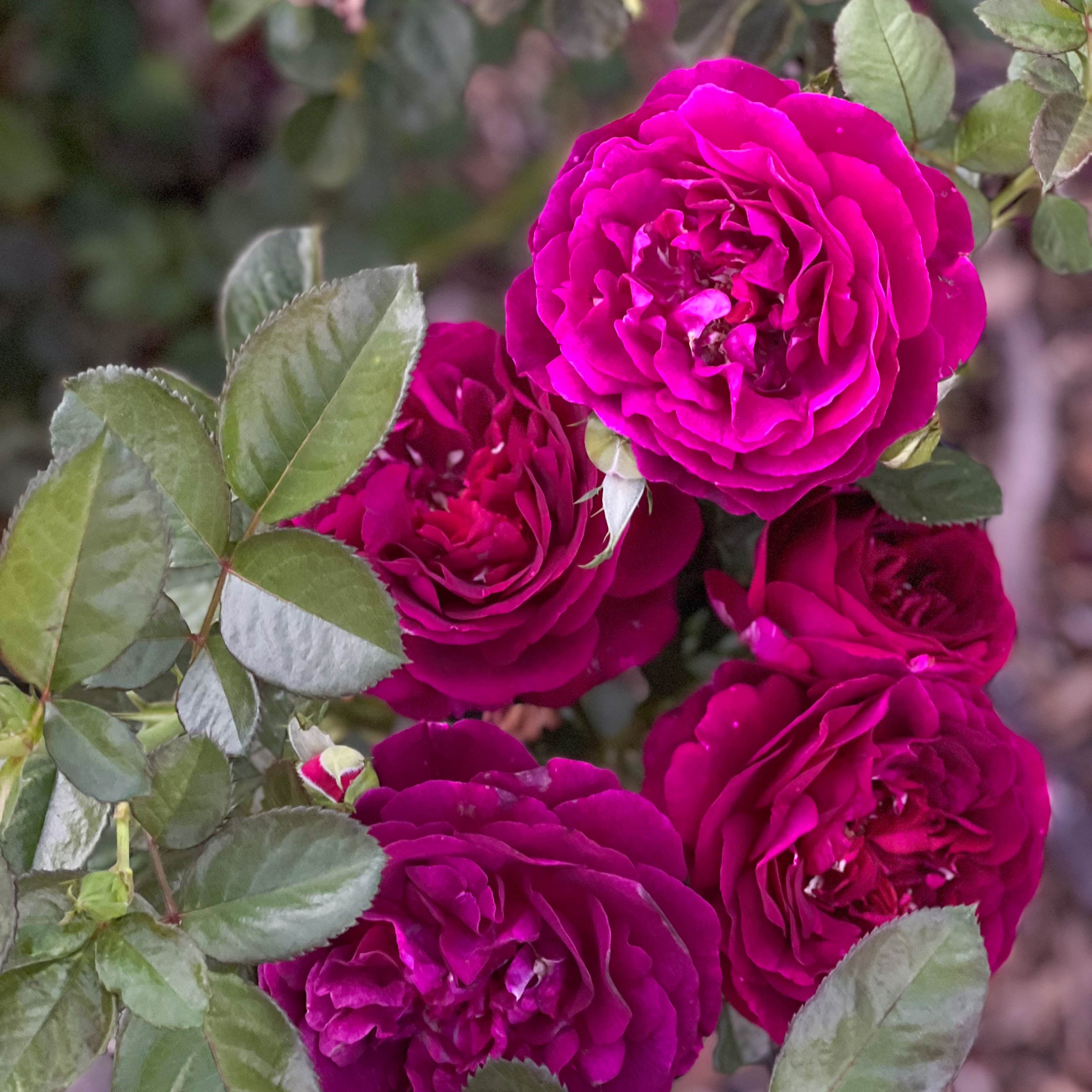 Twilight Zone™ Bare Root Rose Bush