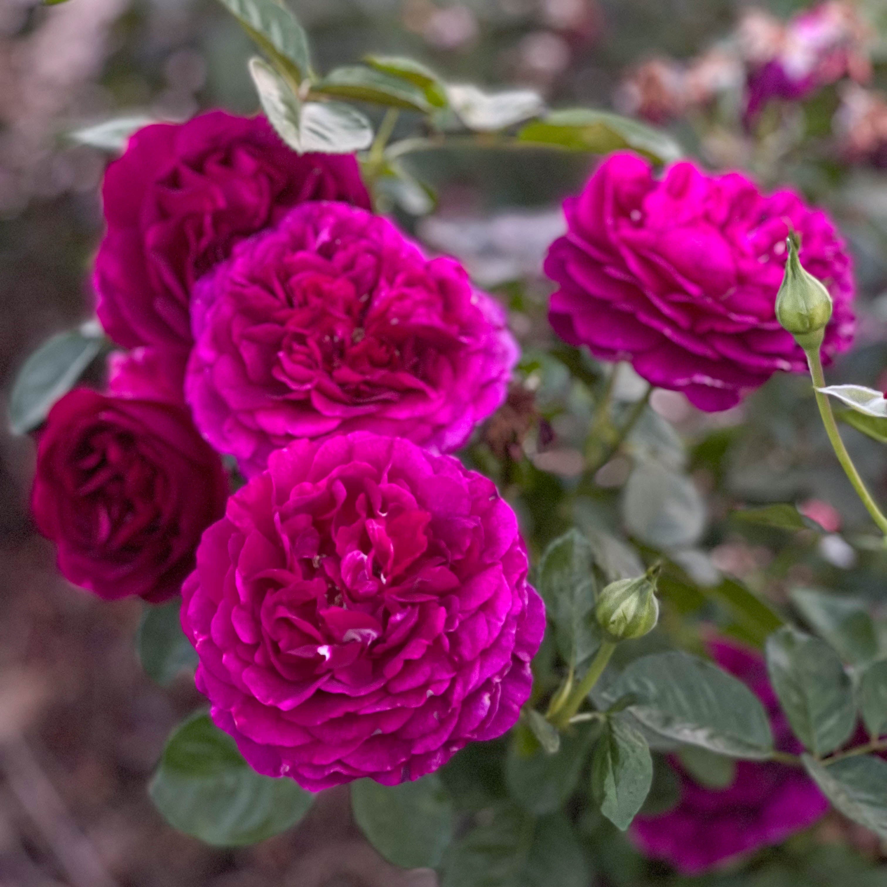 Twilight Zone™ Potted Tree Rose