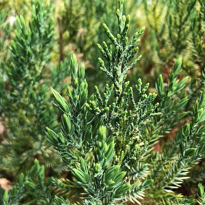 Juniperus chinensis 'Blue Point' - Blue Point Juniper
