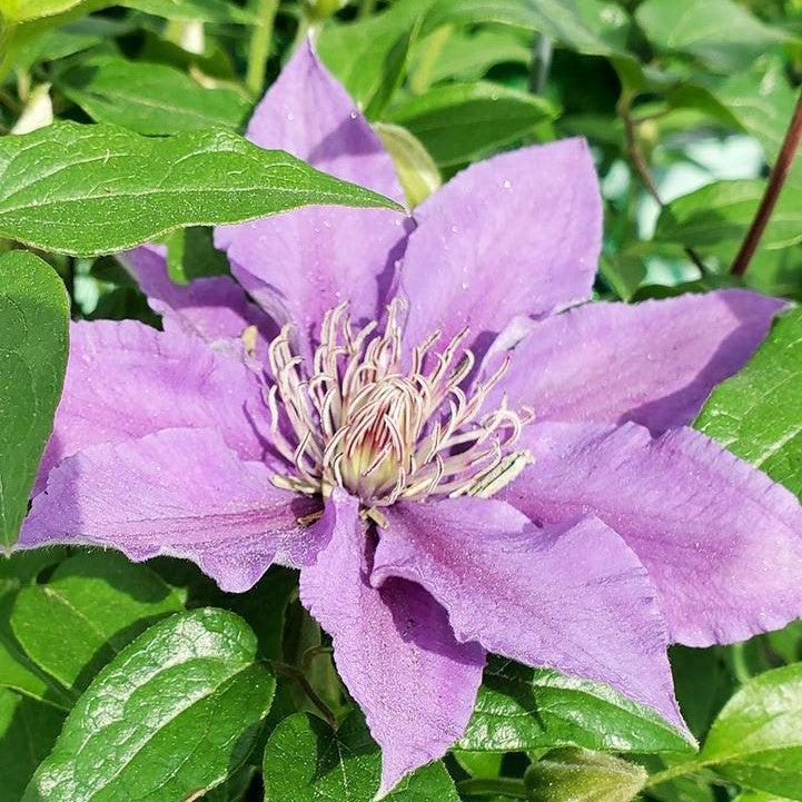 Clematis Raymond Evison® Tudor Patio® Bijou™ Potted Clematis Plant