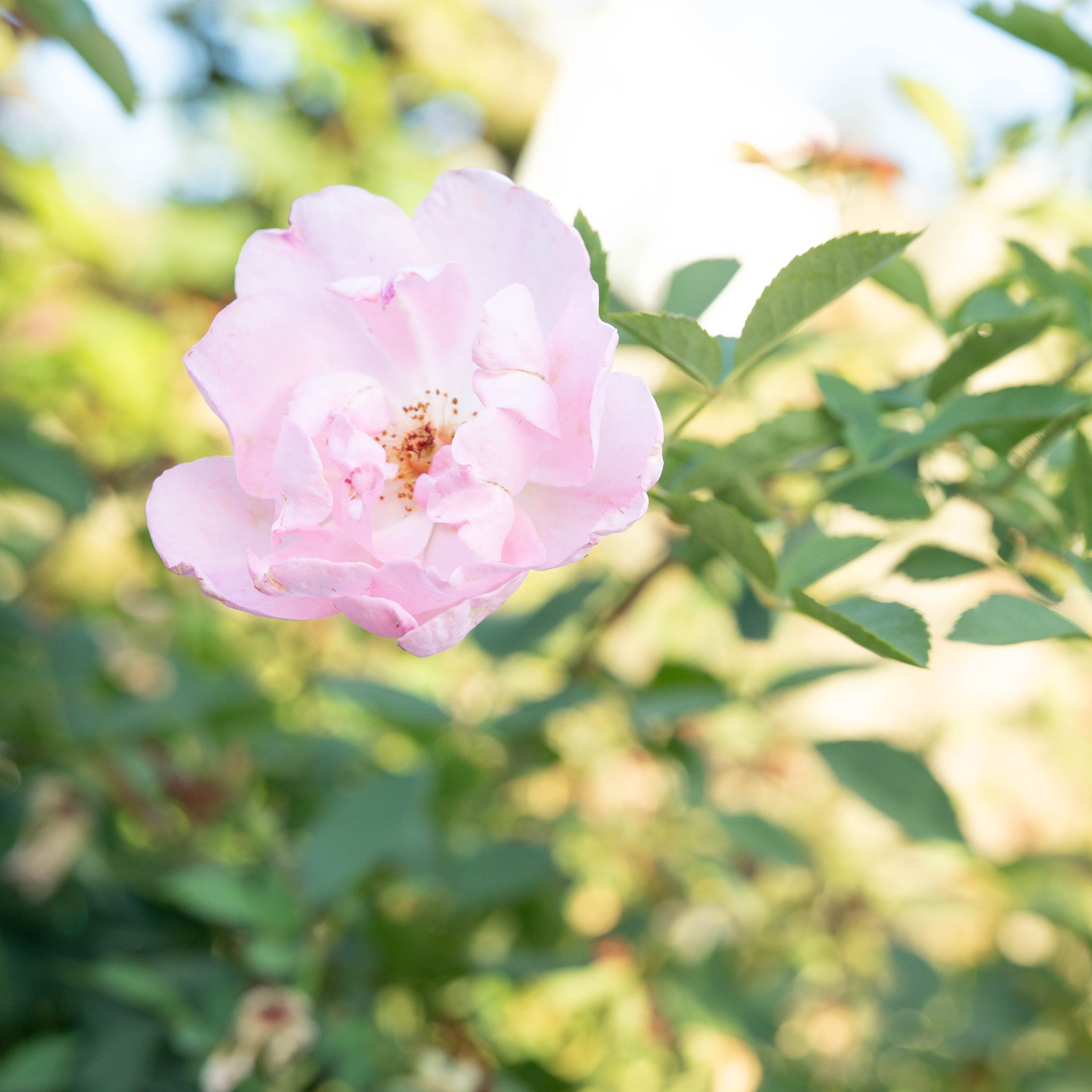 David Austin® The Lady's Blush Potted Rose Bush