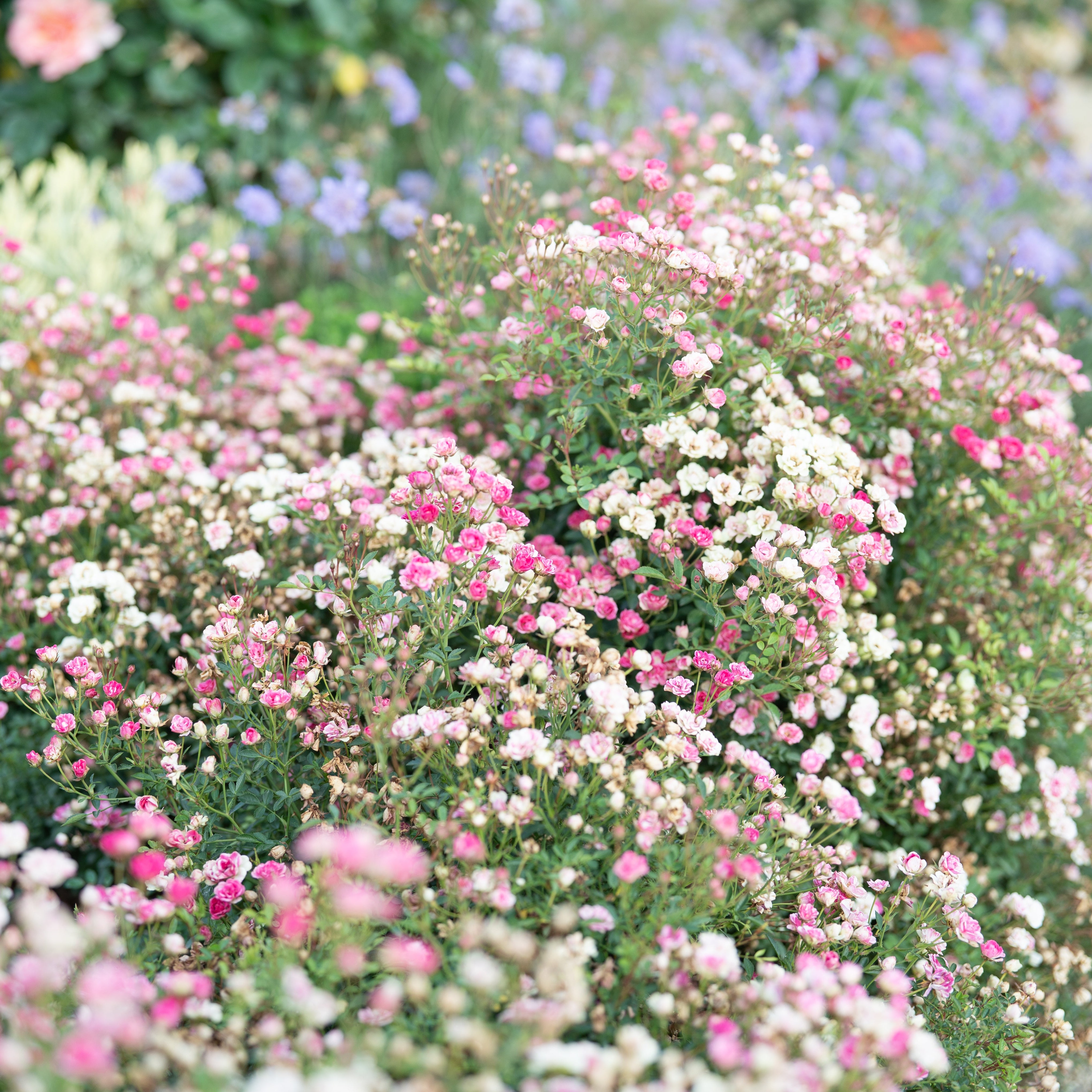 Wanderlust Roses™ Pink Tumbleweed™ Potted Rose Bush