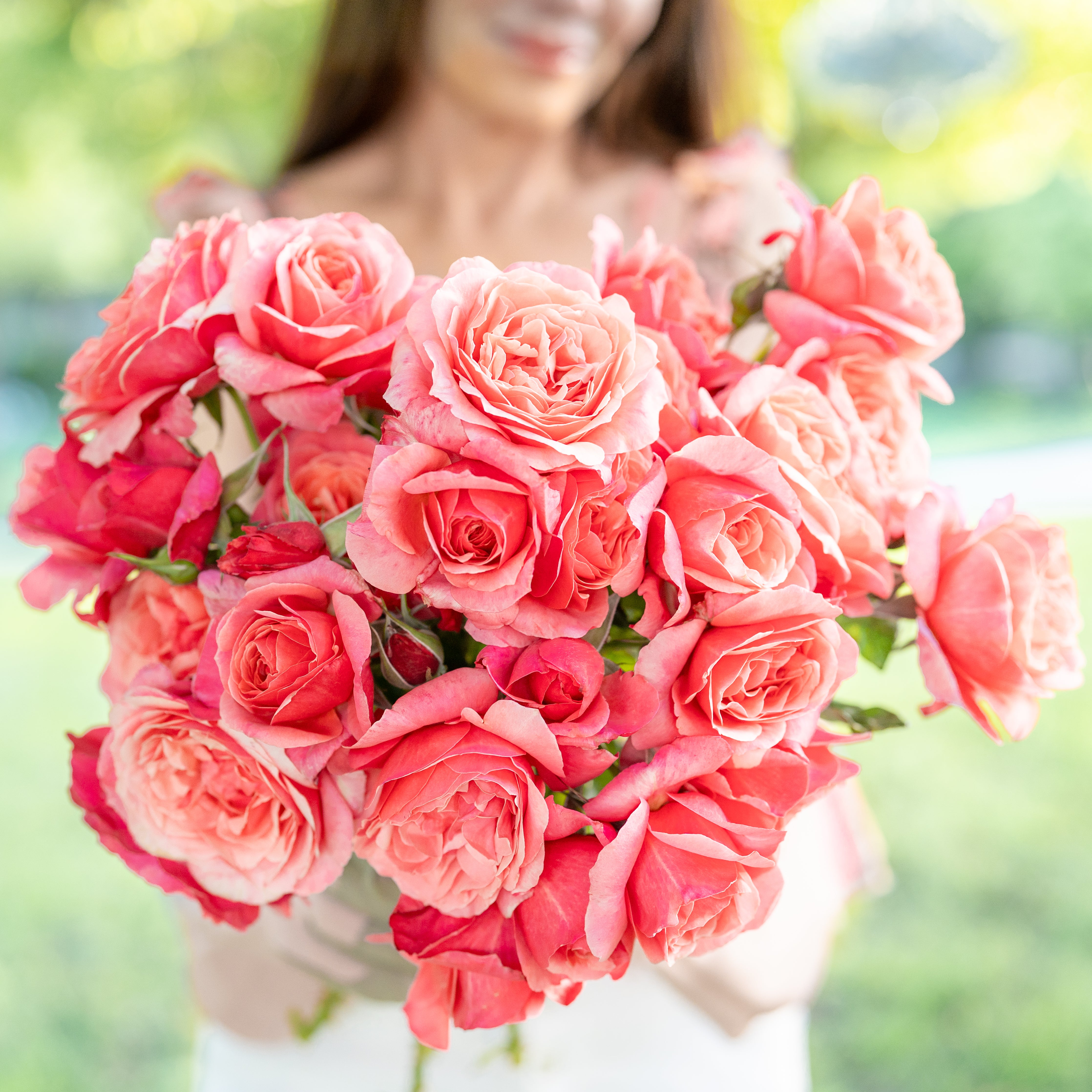 Uptown Girl® Bare Root Rose Bush