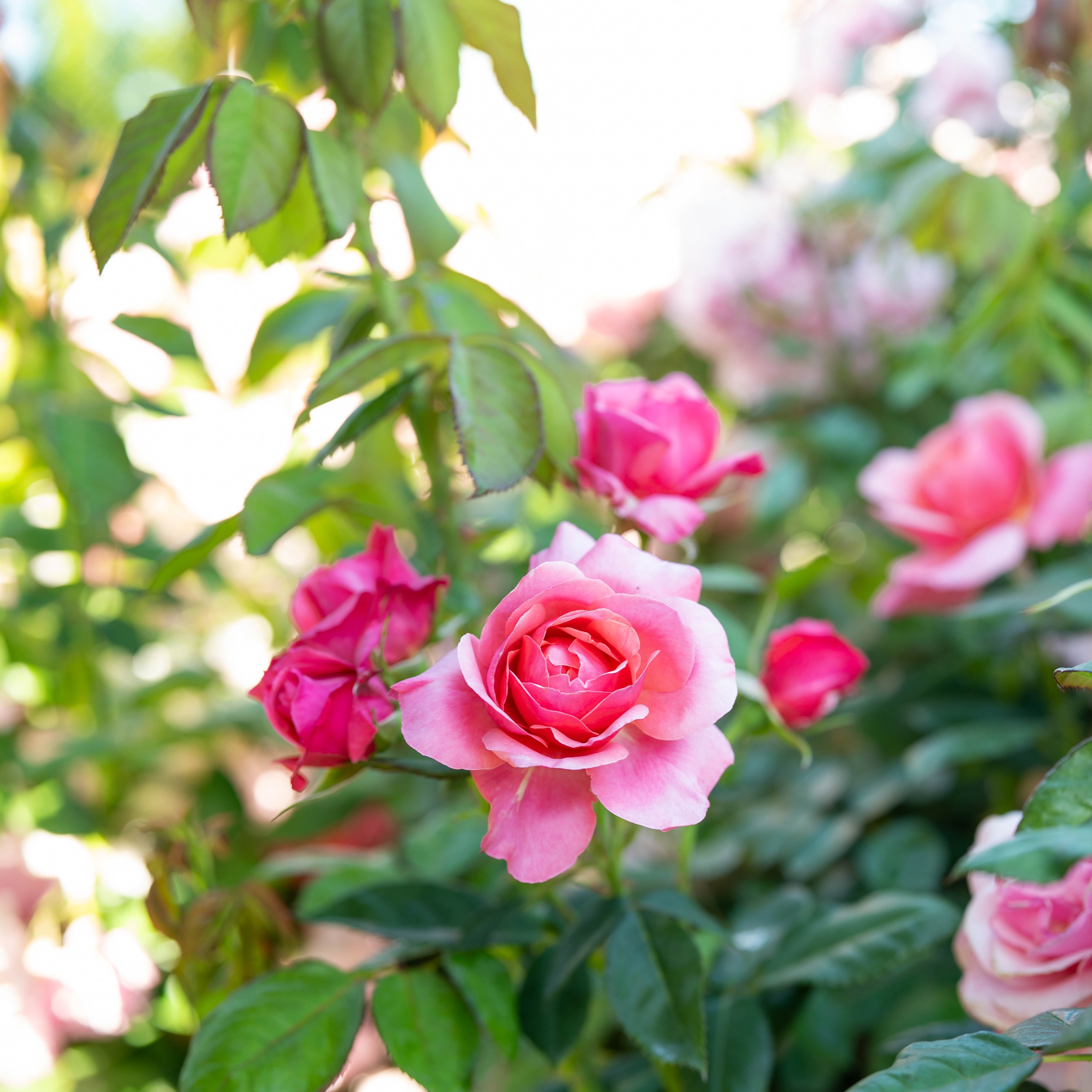 Uptown Girl® Potted Rose Bush
