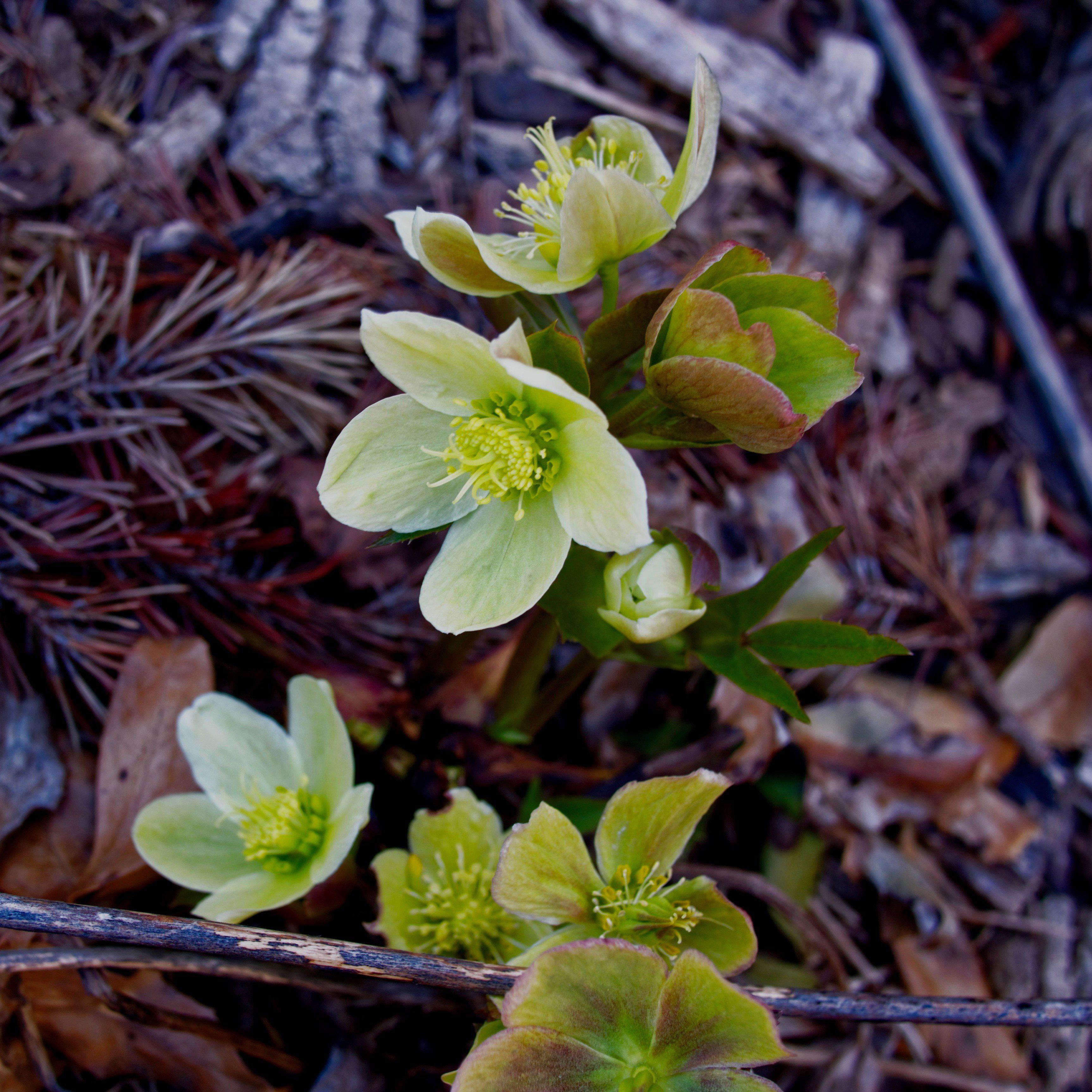 Helleborus x ericsmithii 'COSEH 730' - HGC® Champion Lenten Rose