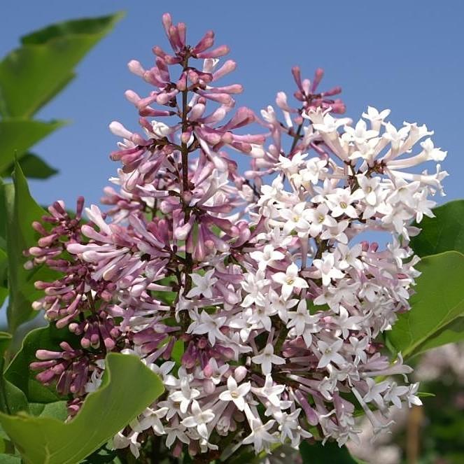 Lilac Miss Kim Potted Manchurian Lilac Bush