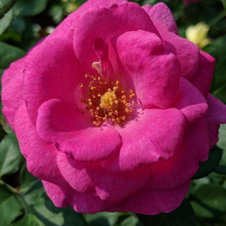 True Bloom® True Gratitude™ Potted Rose Bush
