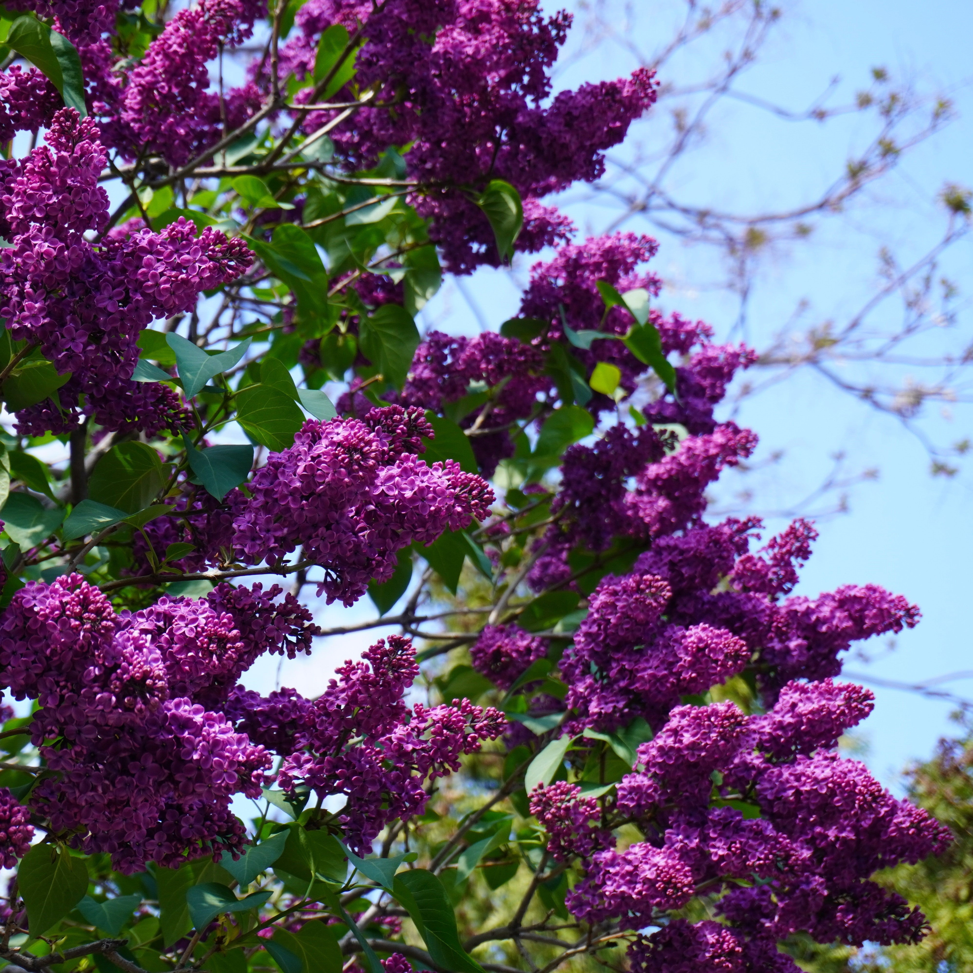 Lilac Yankee Doodle Potted Lilac Bush