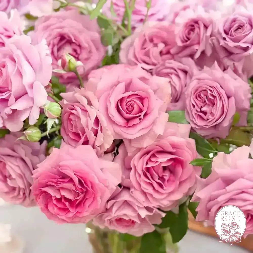 Violets Pride™ Potted Rose Bush