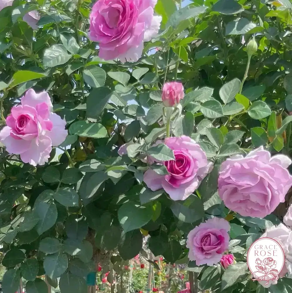 Violets Pride™ Potted Rose Bush