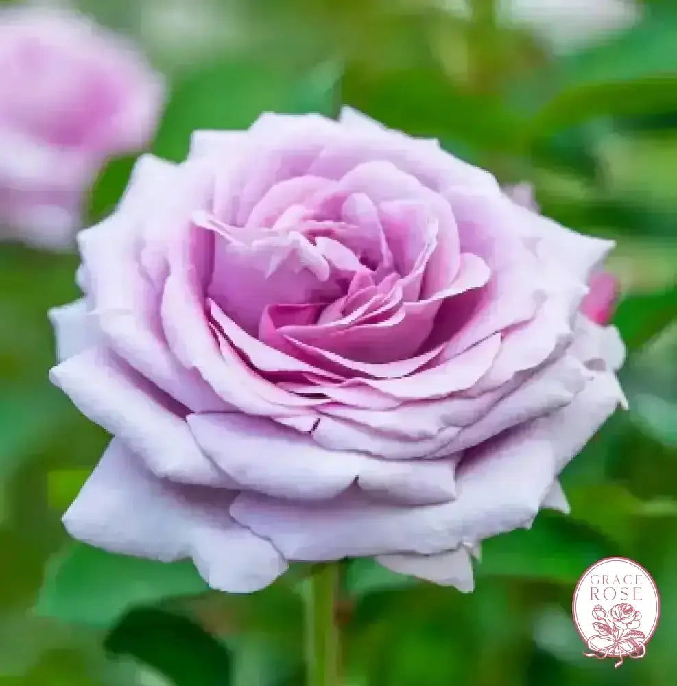 Violets Pride™ Potted Rose Bush