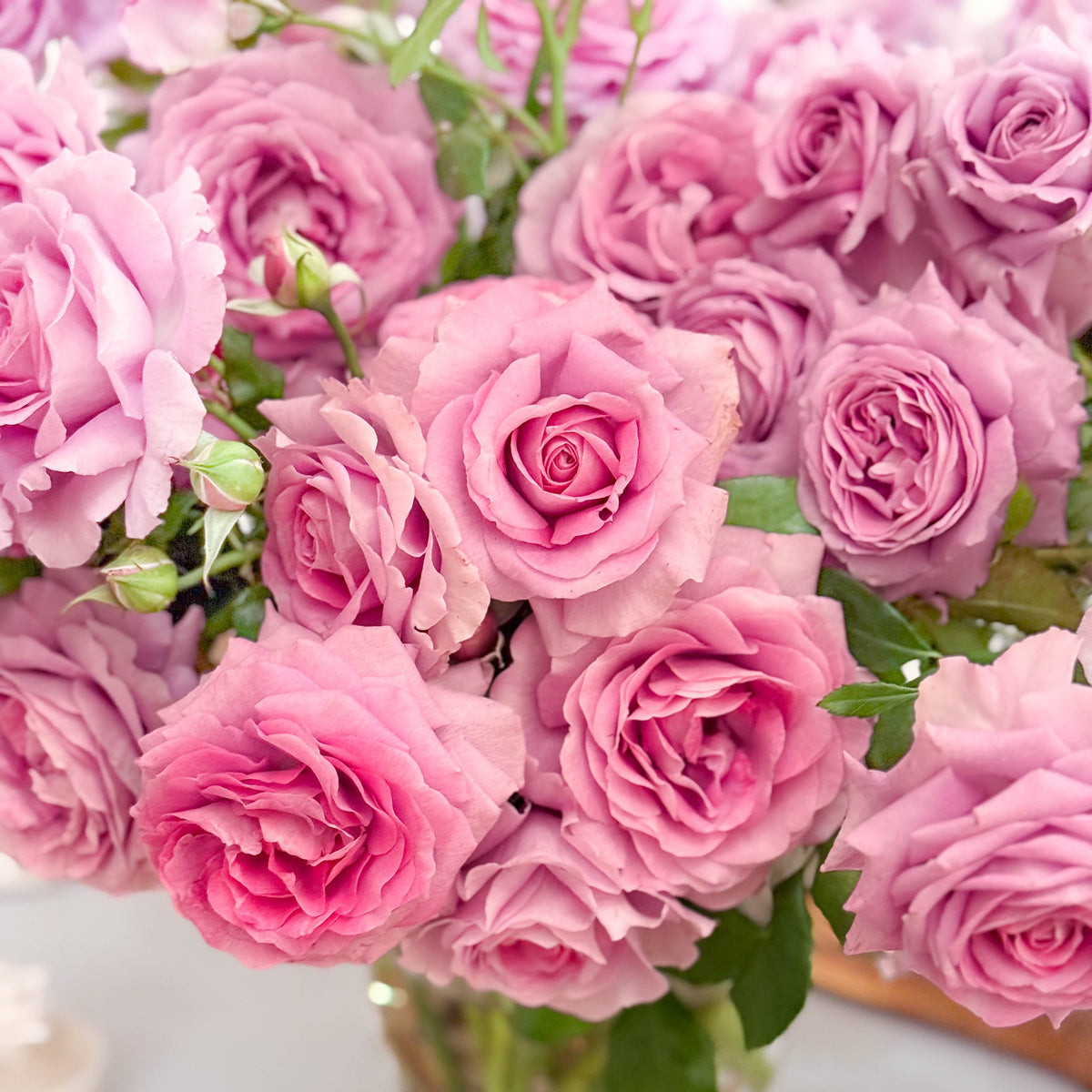 Violet's Pride™ Potted Rose Bush
