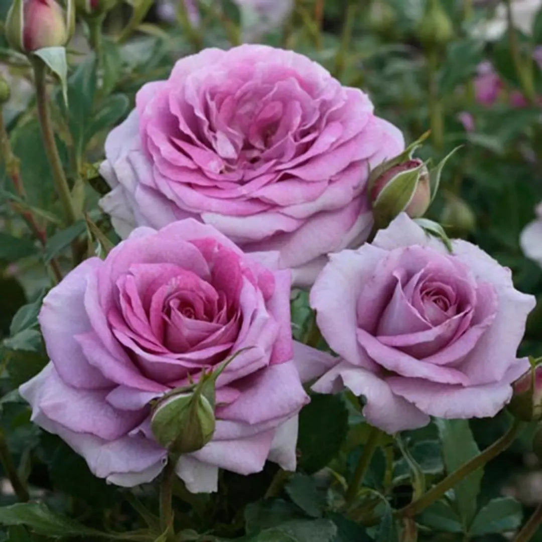 Violet's Pride™ Potted Rose Bush