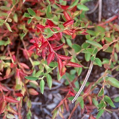 Blueberry 'Burgundy' Lowbush Potted Blueberry Plant