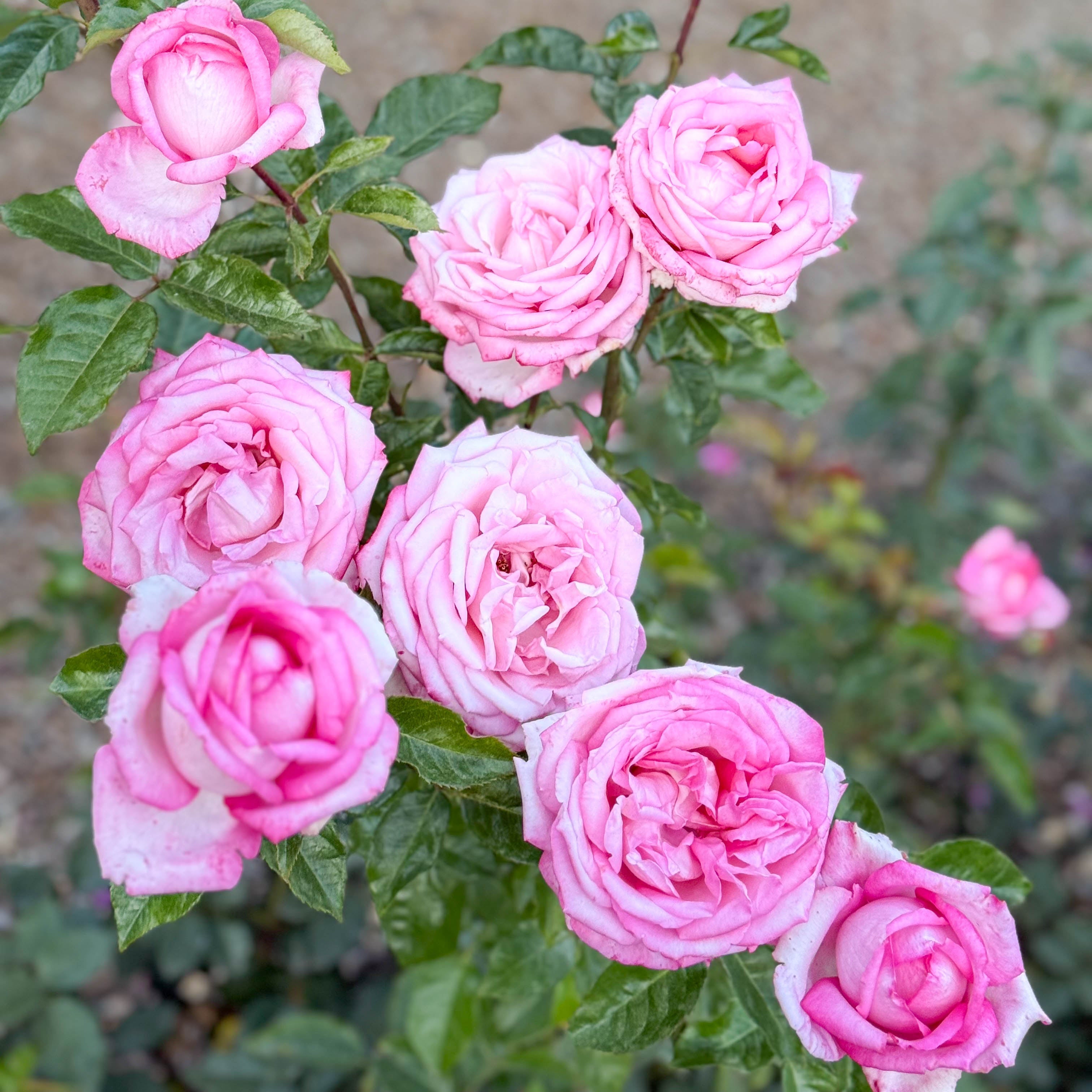 Eleganza® Wedding Bells™ Potted Rose Bush