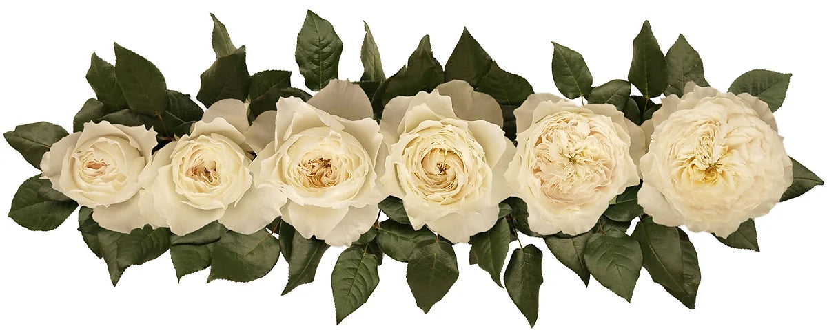 White Cloud® Special Bouquet