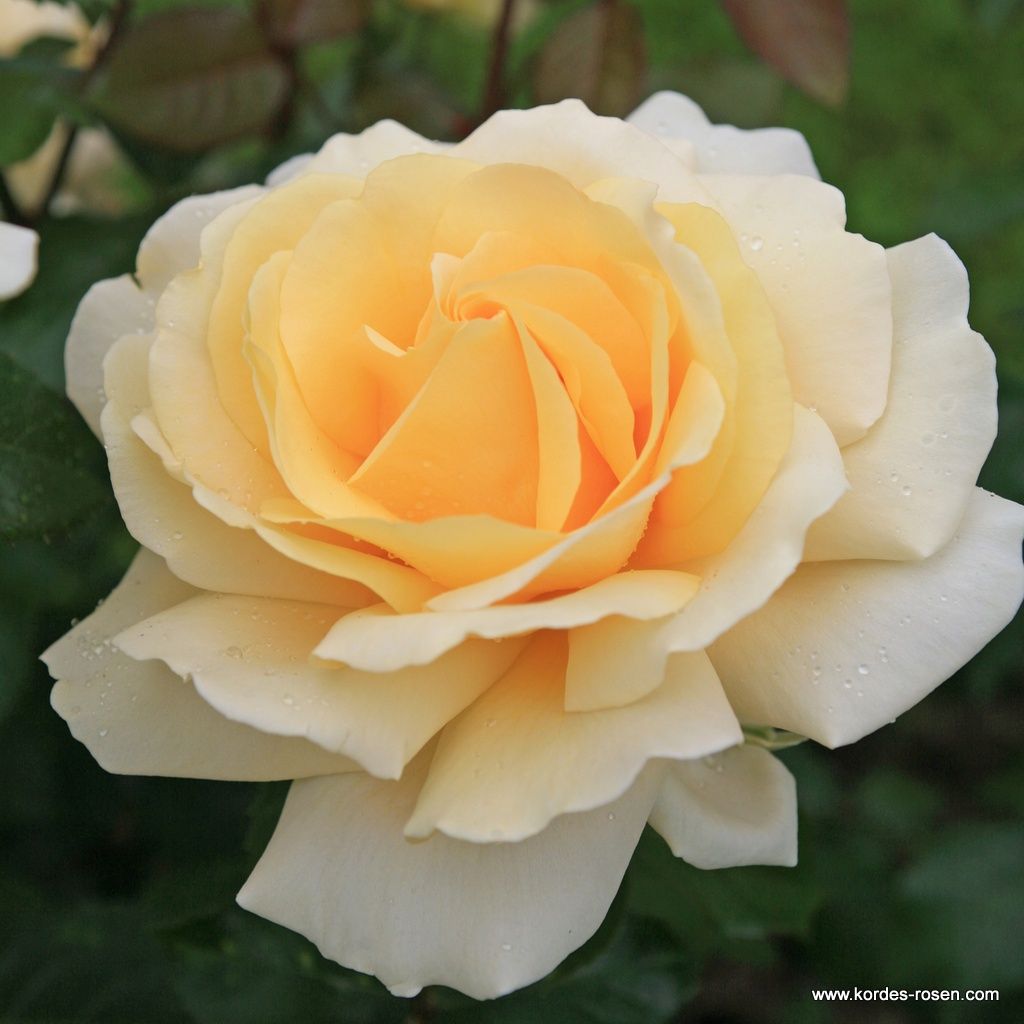 Eleganza® Winter Sun⢠Bare Root Rose Bush