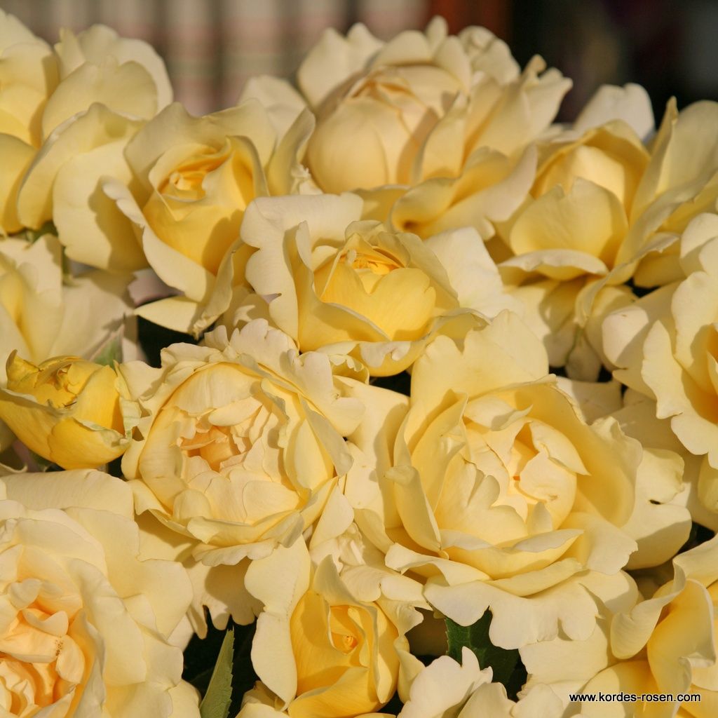 Eleganza® Winter Sun⢠Bare Root Rose Bush