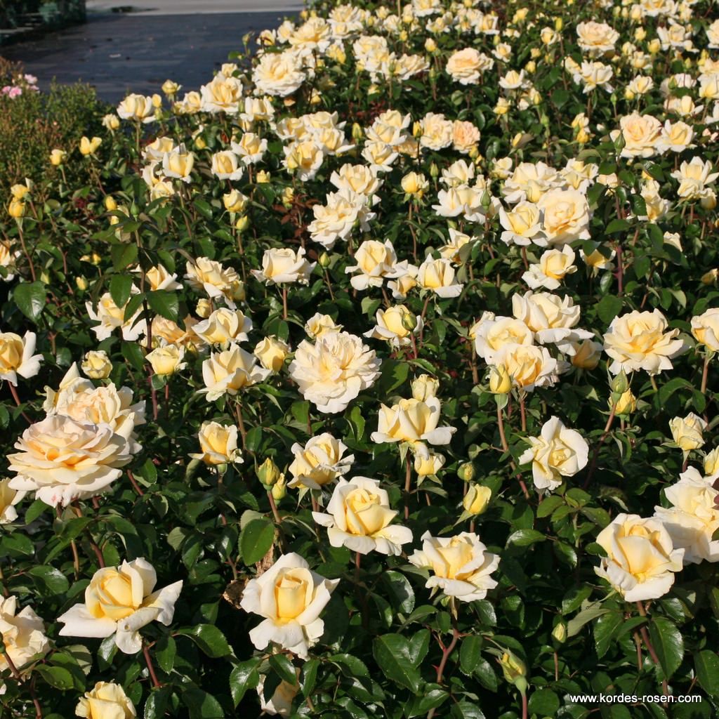 Eleganza® Winter Sun™ Bare Root Rose Bush