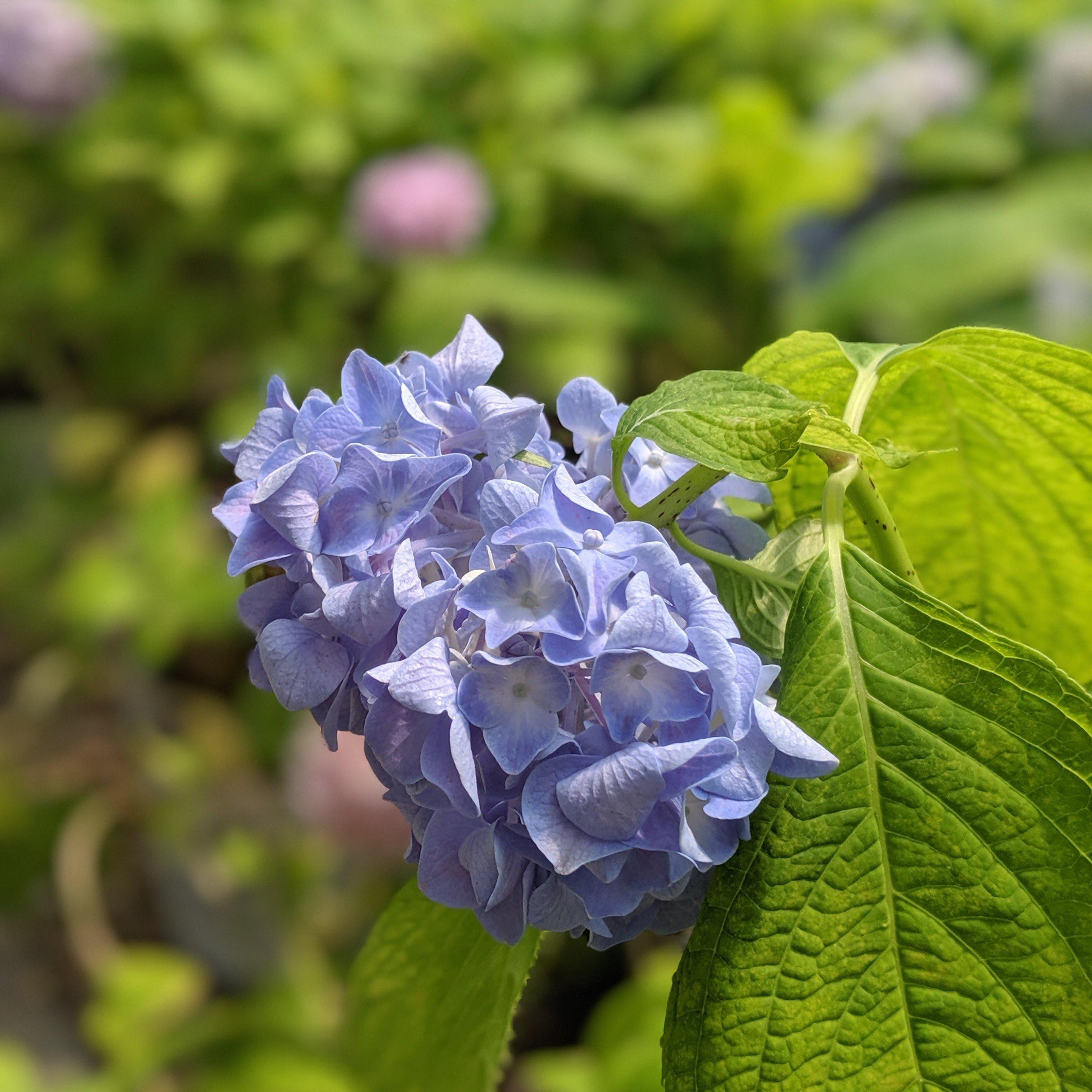Hydrangea Nikko Blue Potted Hydrangea Plant