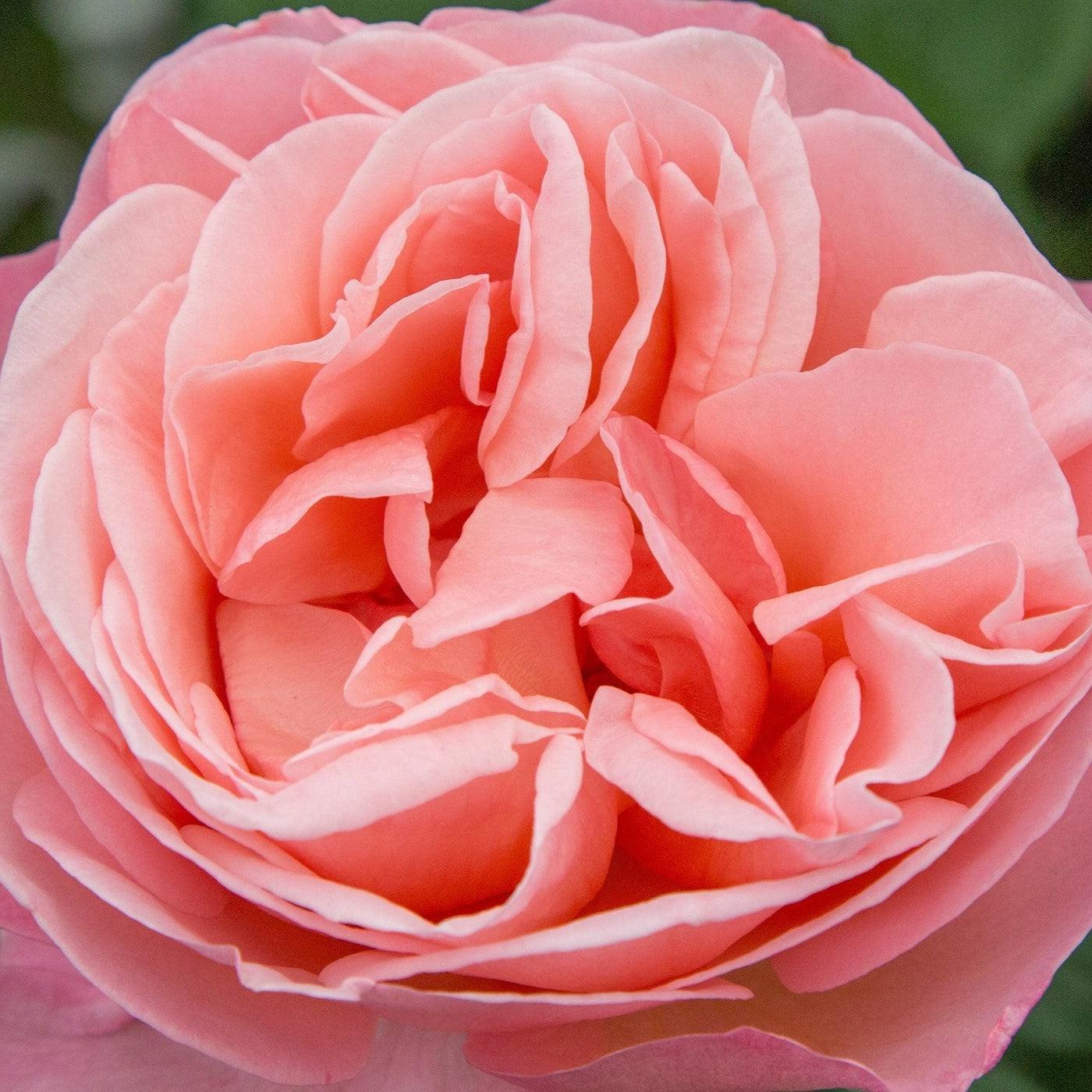Sweet Mademoiselle™ Bare Root Rose Bush