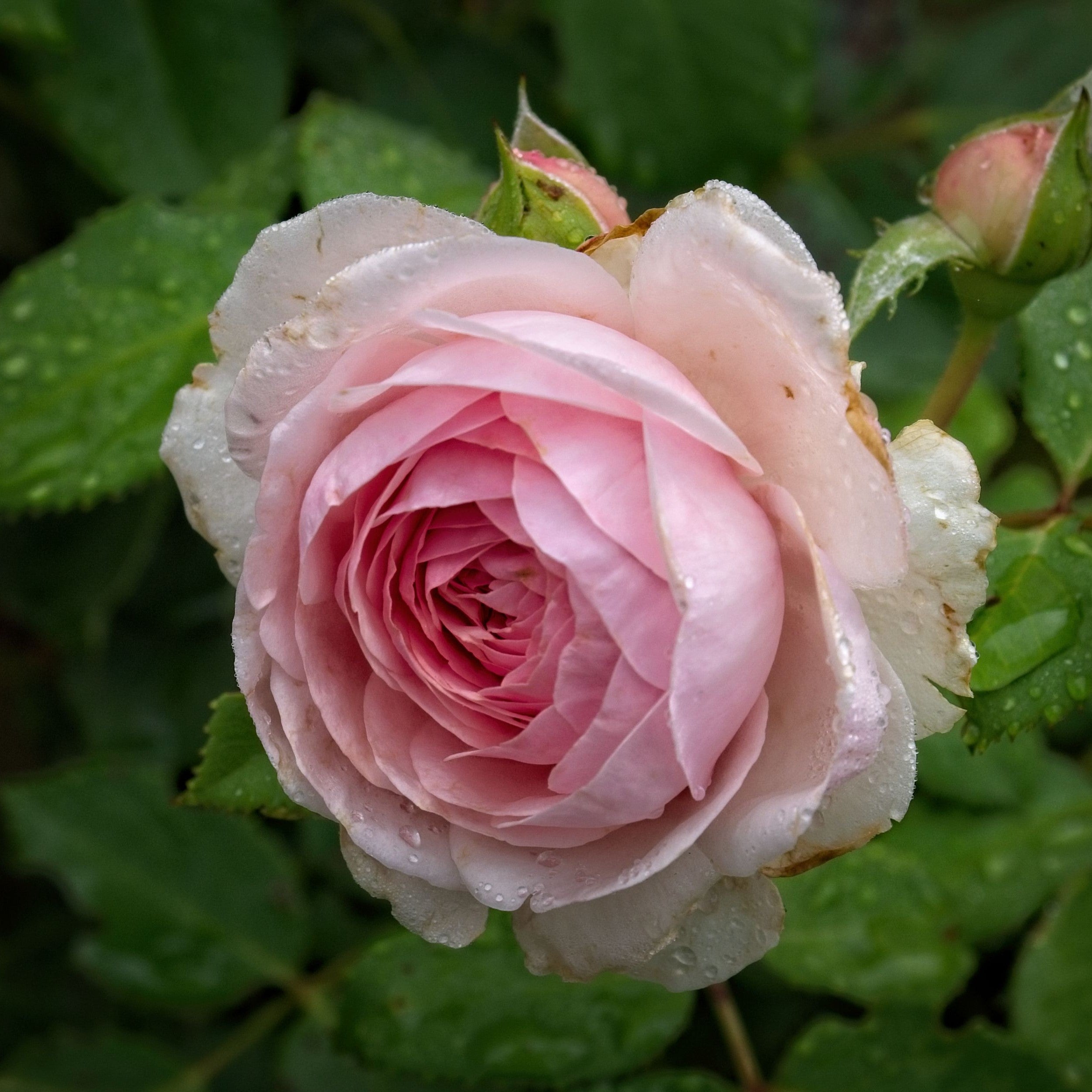 David Austin® Olivia Rose Austin™ Potted Tree Rose