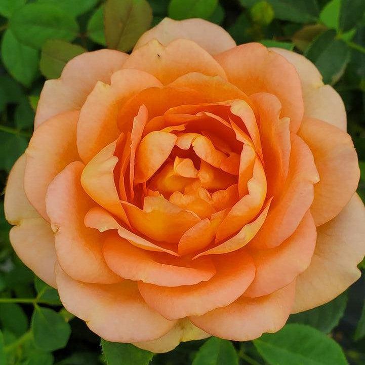 David Austin® Lady of Shalott® Potted Rose Bush