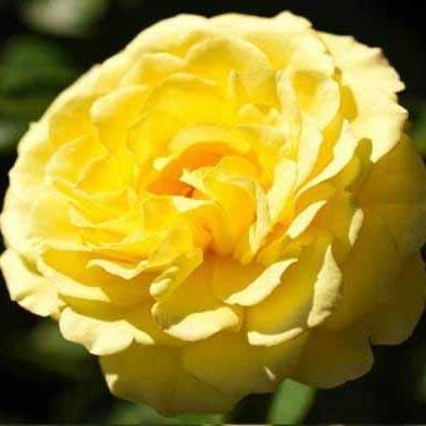 True Bloom® True Friendship Potted Rose Bush