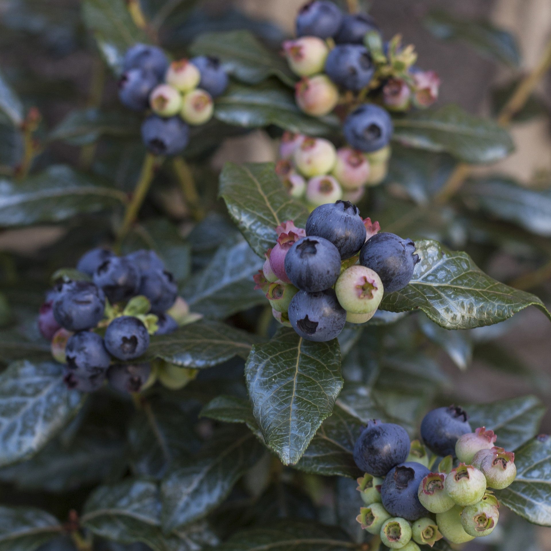 Blueberry Bushel and BerryĀ® PerpetuaĀ® Two-Crop Potted Blueberry Plant